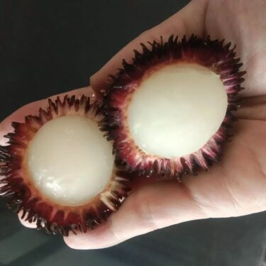 旬のフルーツ